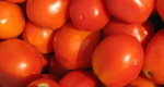 TOMATE MADURO